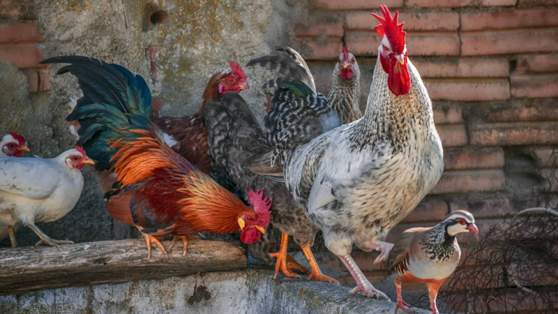 Nằm mơ thấy con gà là số mấy, đánh con nào