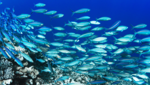 nằm mơ thấy nhiều cá đánh con gì