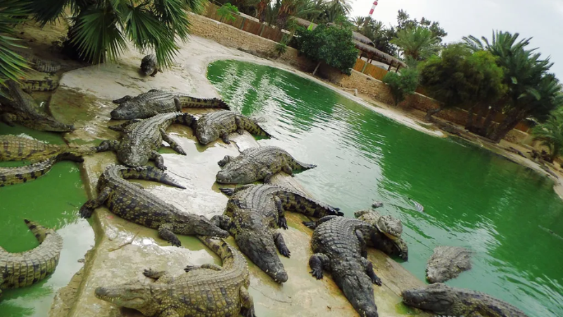 Chiêm bao thấy có nhiều cá sấu trong giấc mơ