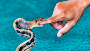 nằm mơ thấy rắn cắn vào tay đánh con gì