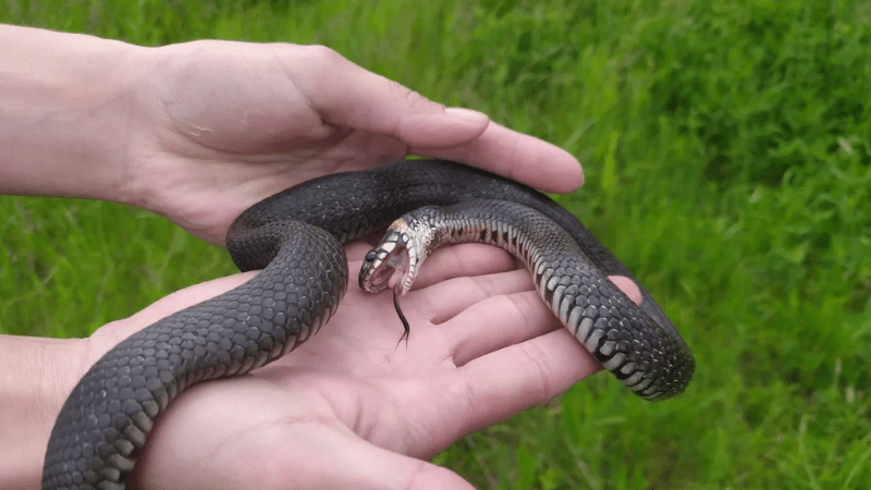 Mơ thấy rắn độc cắn tay là điềm gì, đánh số mấy?