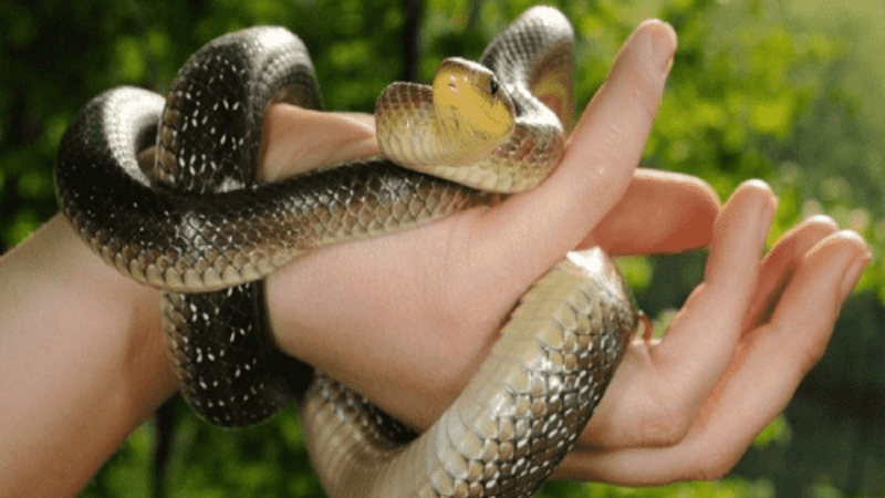 Mơ bị rắn cắn tay khi trên trên đường