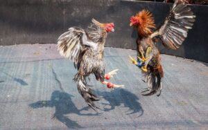 Cách nuôi gà đá cựa sắt nhanh lên ký