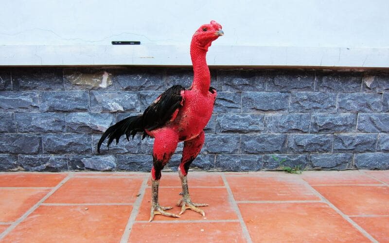 Cách nuôi gà đá cựa sắt giúp nhanh tới pin