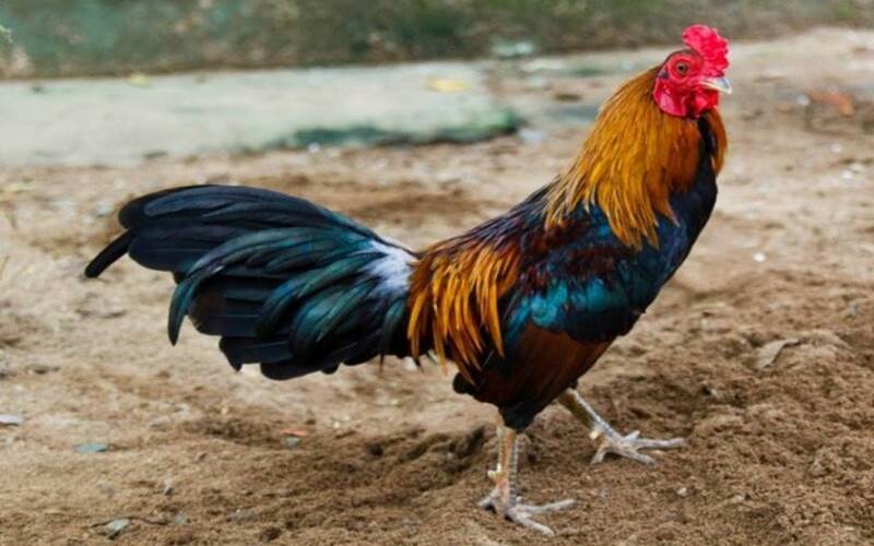 Cung cấp các thông tin nuôi gà