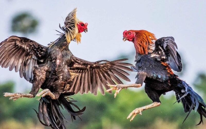 Kết hợp với chế độ rèn luyện phù hợp