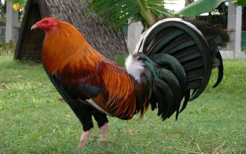 Nguồn thức ăn phụ cho gà