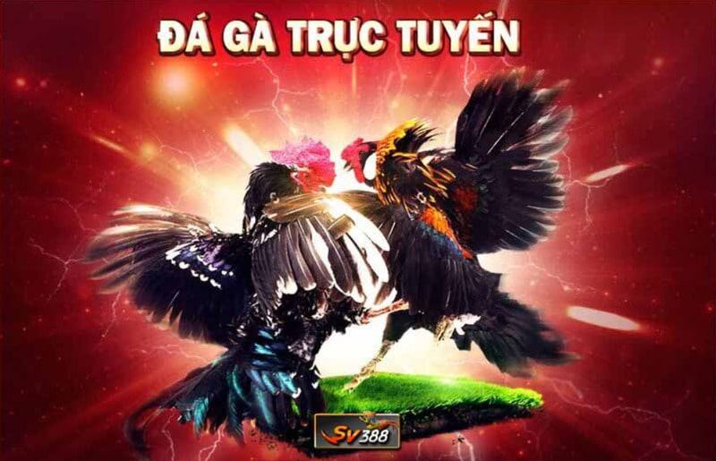 SV388 - Địa chỉ phát sóng đá gà cực hay