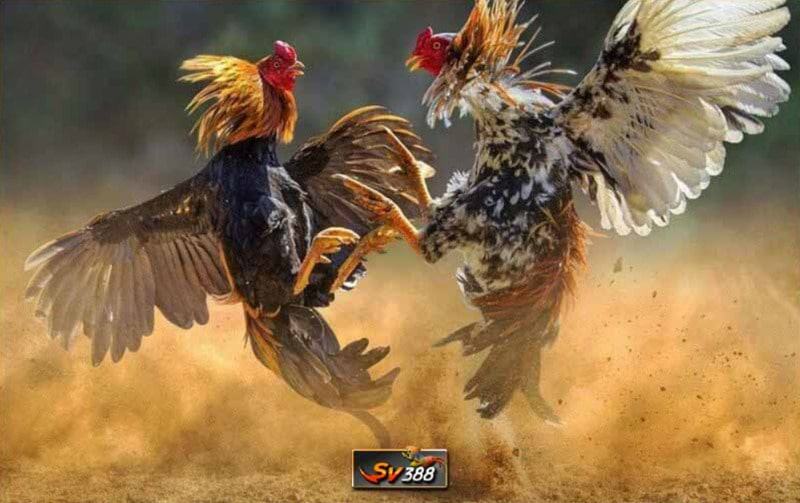 Ưu điểm của trang web SV388